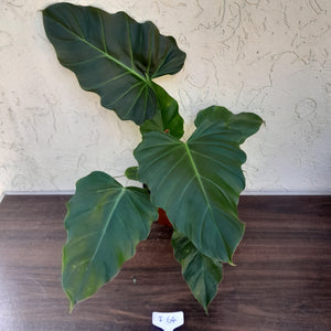 #i64 Philodendron Corsinianum / 'Bronze Shield'