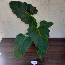 Load image into Gallery viewer, #i64 Philodendron Corsinianum / &#39;Bronze Shield&#39;