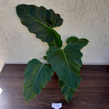 Load image into Gallery viewer, #i64 Philodendron Corsinianum / &#39;Bronze Shield&#39;