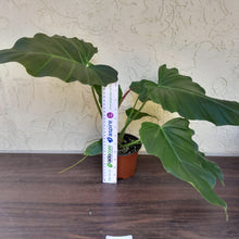 Load image into Gallery viewer, #i64 Philodendron Corsinianum / &#39;Bronze Shield&#39;