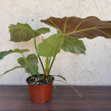Load image into Gallery viewer, #i64 Philodendron Corsinianum / &#39;Bronze Shield&#39;