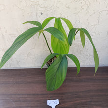 Load image into Gallery viewer, #i70 Philodendron Werkhoveniae