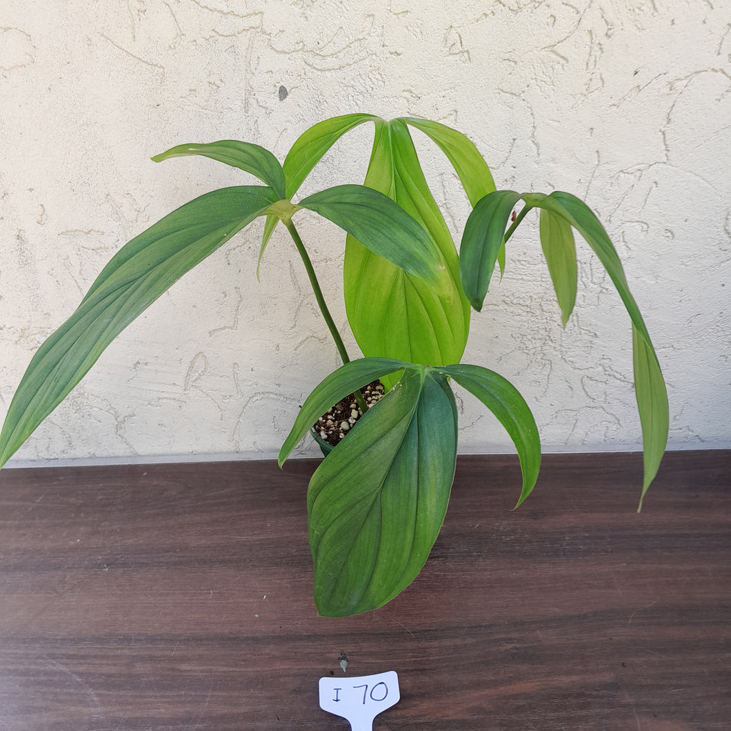 #i70 Philodendron Werkhoveniae