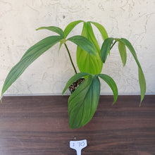 Load image into Gallery viewer, #i70 Philodendron Werkhoveniae