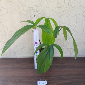 #i70 Philodendron Werkhoveniae