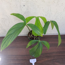Load image into Gallery viewer, #i70 Philodendron Werkhoveniae