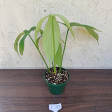 Load image into Gallery viewer, #i70 Philodendron Werkhoveniae