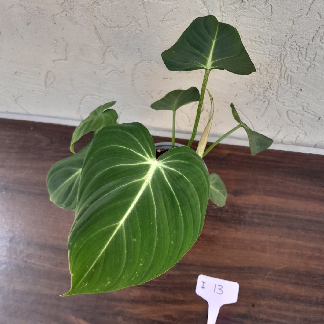 #i13 Philodendron Gloriosum