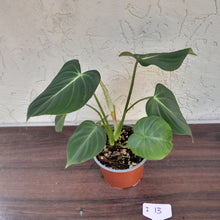 Load image into Gallery viewer, #i13 Philodendron Gloriosum