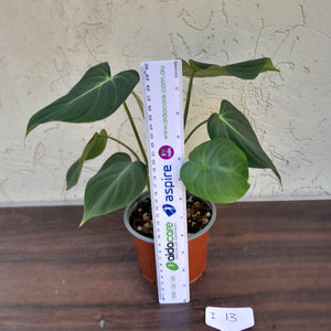 #i13 Philodendron Gloriosum