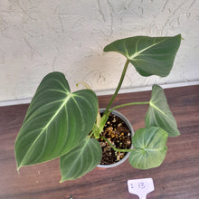 Load image into Gallery viewer, #i13 Philodendron Gloriosum