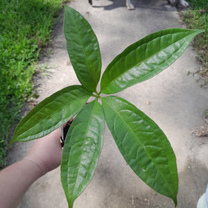 #152 Anthurium Digitatum