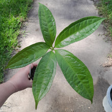 Load image into Gallery viewer, #152 Anthurium Digitatum