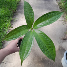 Load image into Gallery viewer, #152 Anthurium Digitatum