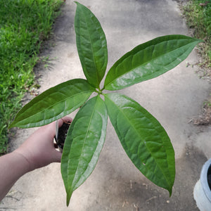 #152 Anthurium Digitatum