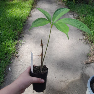 #152 Anthurium Digitatum