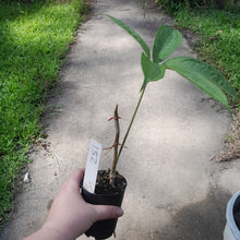 Load image into Gallery viewer, #152 Anthurium Digitatum