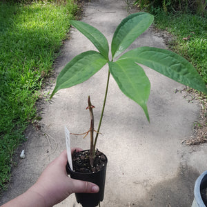 #152 Anthurium Digitatum