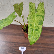 Load image into Gallery viewer, #R67 Philodendron Paraiso Verde