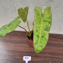 Load image into Gallery viewer, #R67 Philodendron Paraiso Verde