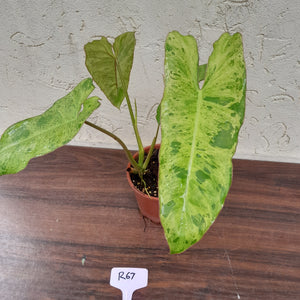 #R67 Philodendron Paraiso Verde