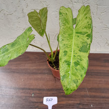 Load image into Gallery viewer, #R67 Philodendron Paraiso Verde