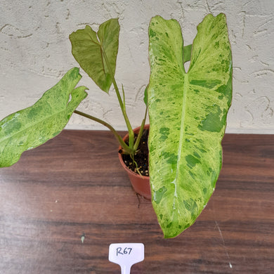 #R67 Philodendron Paraiso Verde