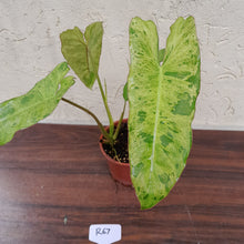 Load image into Gallery viewer, #R67 Philodendron Paraiso Verde