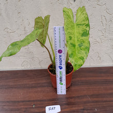 Load image into Gallery viewer, #R67 Philodendron Paraiso Verde