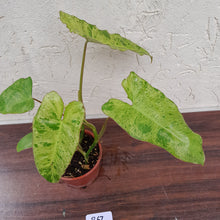 Load image into Gallery viewer, #R67 Philodendron Paraiso Verde