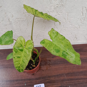 #R67 Philodendron Paraiso Verde