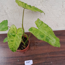 Load image into Gallery viewer, #R67 Philodendron Paraiso Verde