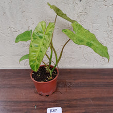 Load image into Gallery viewer, #R67 Philodendron Paraiso Verde