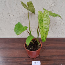 Load image into Gallery viewer, #R67 Philodendron Paraiso Verde