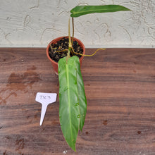 Load image into Gallery viewer, #D63 Philodendron Bernardopazii