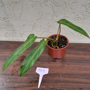 #D63 Philodendron Bernardopazii