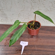 Load image into Gallery viewer, #D63 Philodendron Bernardopazii