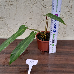 #D63 Philodendron Bernardopazii