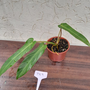 #D63 Philodendron Bernardopazii