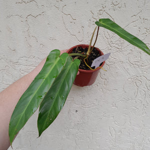 #D63 Philodendron Bernardopazii