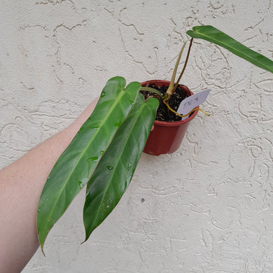 #D63 Philodendron Bernardopazii