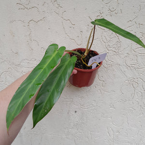 #D63 Philodendron Bernardopazii