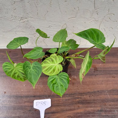 #D35 Philodendron Verrucosum