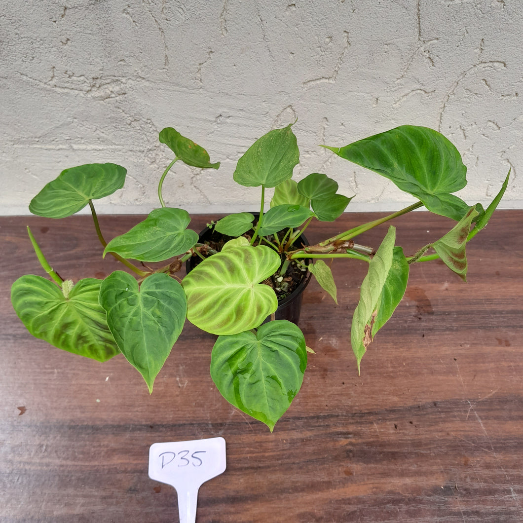 #D35 Philodendron Verrucosum