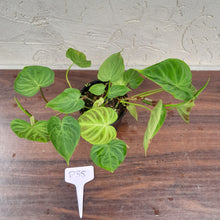 Load image into Gallery viewer, #D35 Philodendron Verrucosum