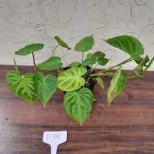 Load image into Gallery viewer, #D35 Philodendron Verrucosum