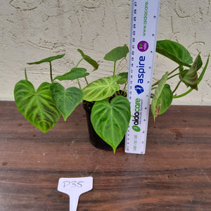 #D35 Philodendron Verrucosum