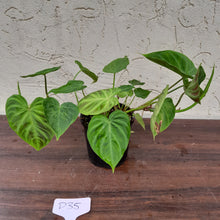 Load image into Gallery viewer, #D35 Philodendron Verrucosum