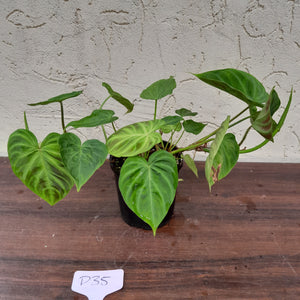 #D35 Philodendron Verrucosum