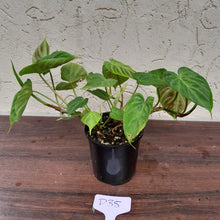 Load image into Gallery viewer, #D35 Philodendron Verrucosum